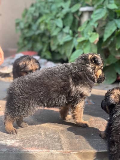 PREMIUM QUALITY PEDIGREE GERMAN SHEPHERD PUPPIES