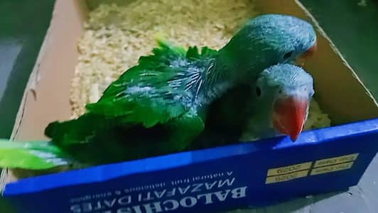 Raw/Kashmiri Pahari Chicks Available