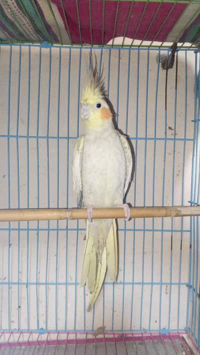 cockatiel breeder pair