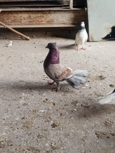 breeder male healthy active