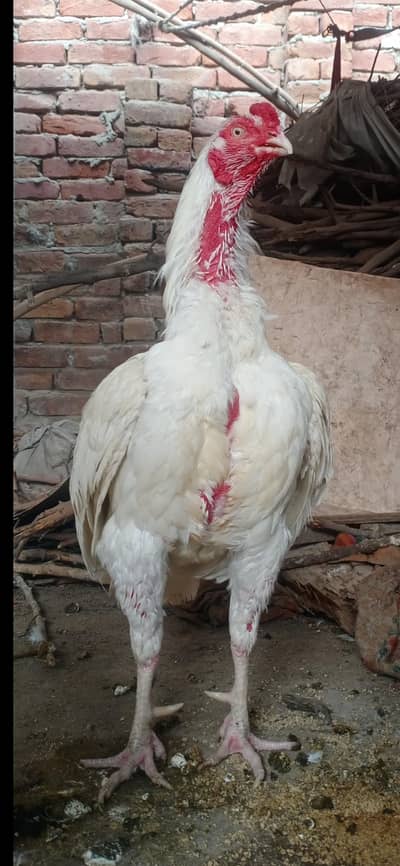 aseel heera white pair 19k hera chick 1500 cage 3017104771 cal whts ap