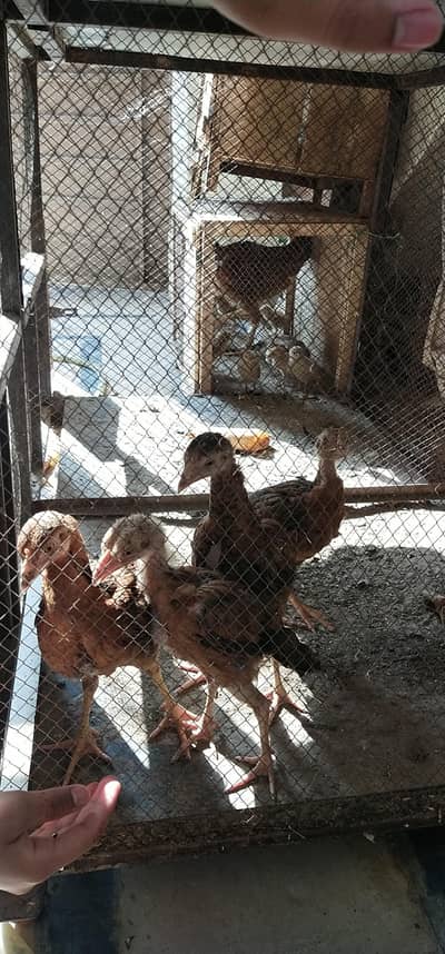 pure aseel chicks\ big chicks \ pairs