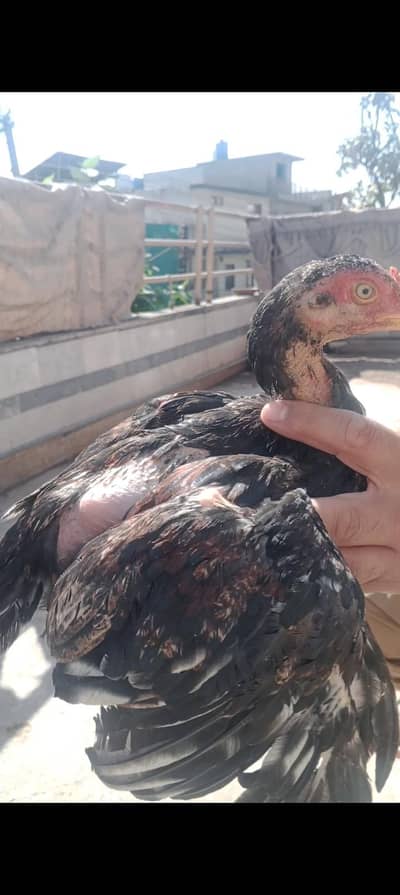 pure blood line chicks & desi  murghian 03120556669