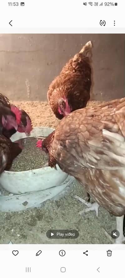 2 lomen brown female 1 desi murga 2 misri murgia sab murgia unda wali