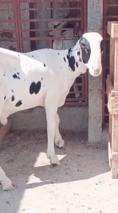 abluck gulabi dumba available 03308265101