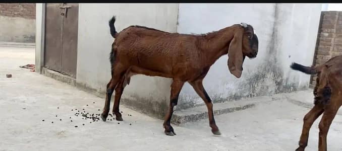 betal bakri for sale