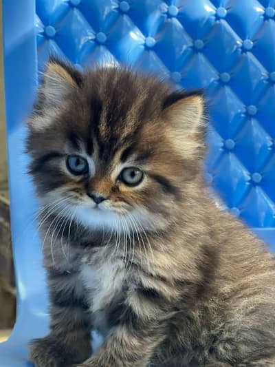Russian cate female 3ripal cotted