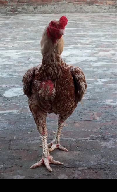 Top Quality breedr for sale