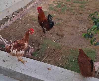Golden Misri 2 hen 1 Cock