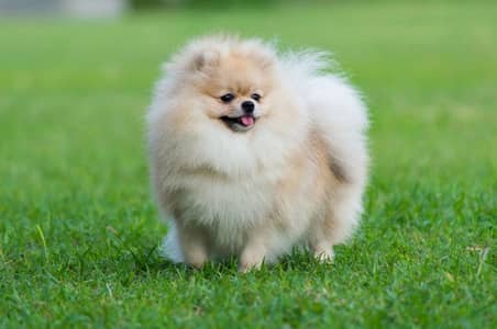 Pomeranian Pair Super Cute & Playful cute puppy
