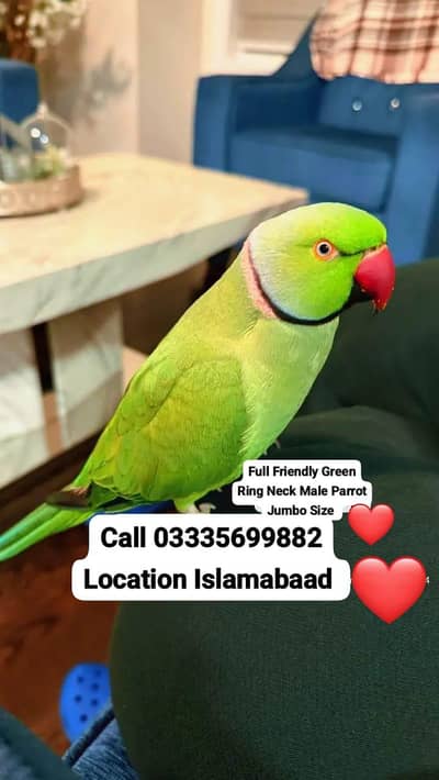 Hand Tamed Full Friendly Green Ring Neck Male Parrot Jumbo Size