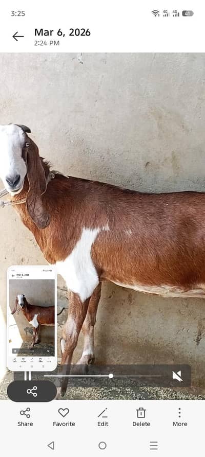 pair nagara bital top quality03009773296 watsep namber