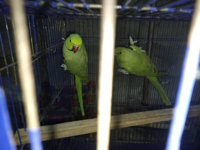 ringnick pair bareder