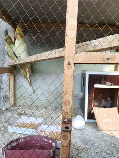 breader pair ha . . with 2 chicks 