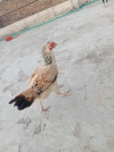 Mianwali aseel Madi in white nokul Nali