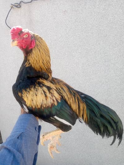 pure aseel chicks and breaded for sale 03175088407