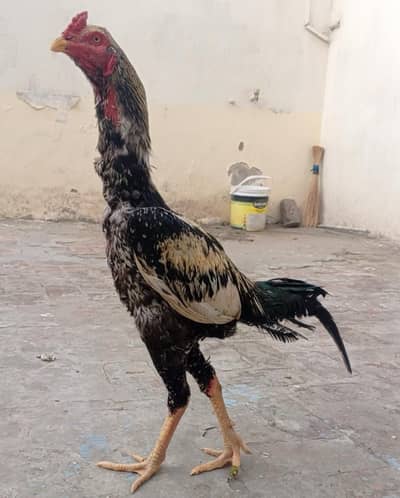 JAVA ASEEL PATHA, Whap: 0315-7330.866