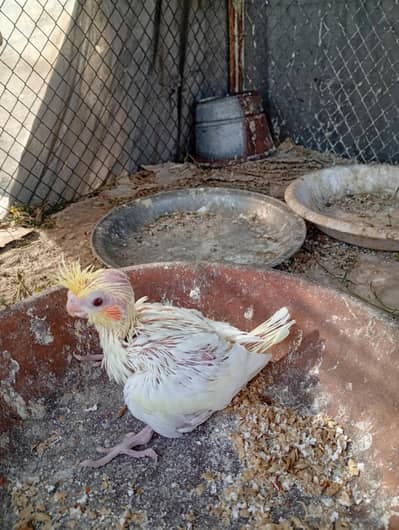 Common White Cockatiel Red Eyes Chick available for Hand Tame