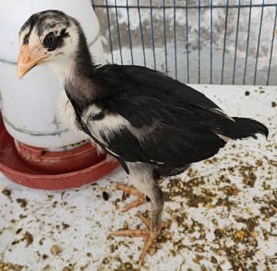 Philippini Aseel chuze