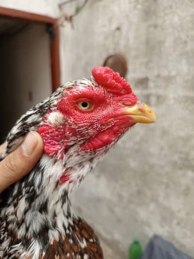 Madi para murga for sale in Lahore top quality Ka ha