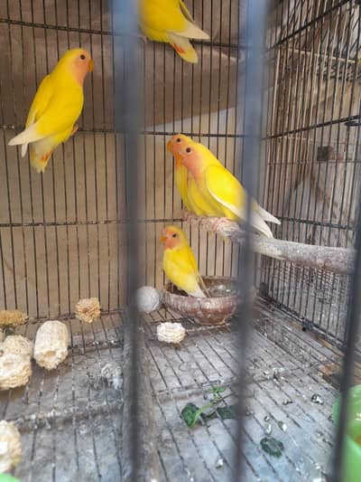 Birds for sale kumharanwala post office multan