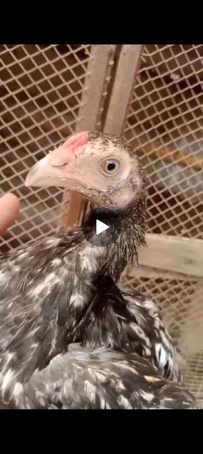 Reza X Mianwali blue ring eyes Aseel patha pathi