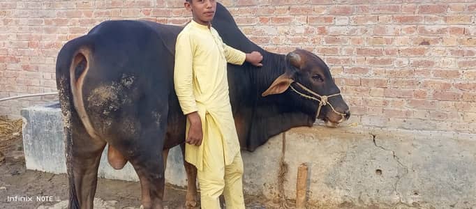 خوبصورت ساہیوال کراس بچھڑا برائے فروخت"