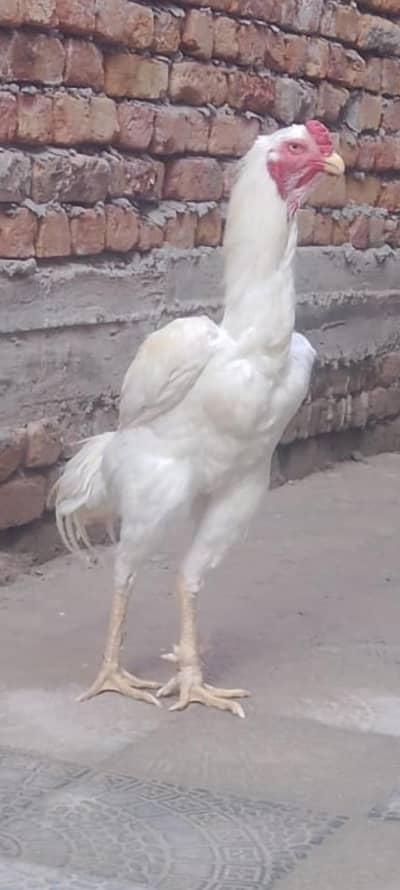High Quality White O shammo