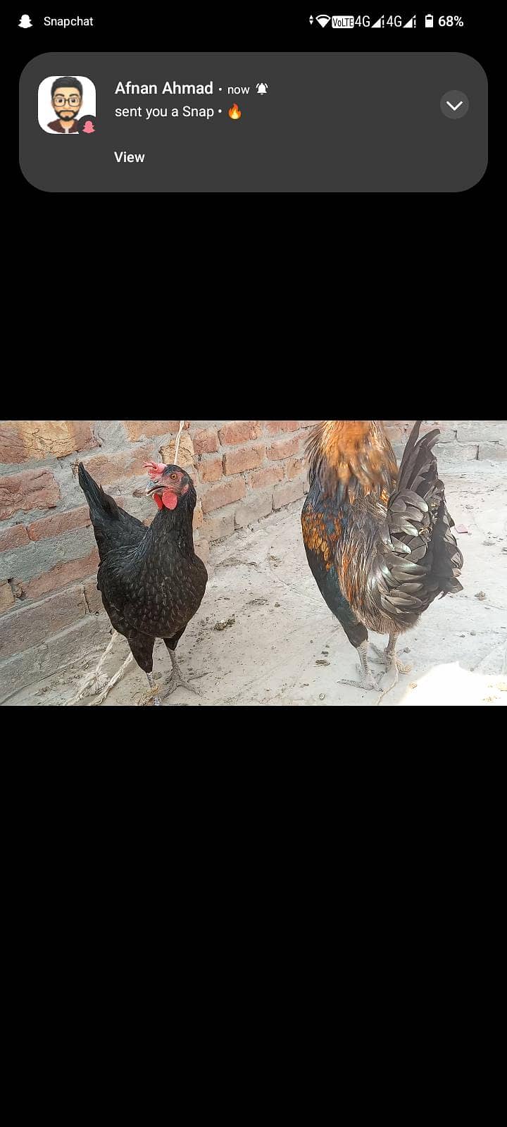 دیسی مرغی اور مرغا برائے فروخت 0