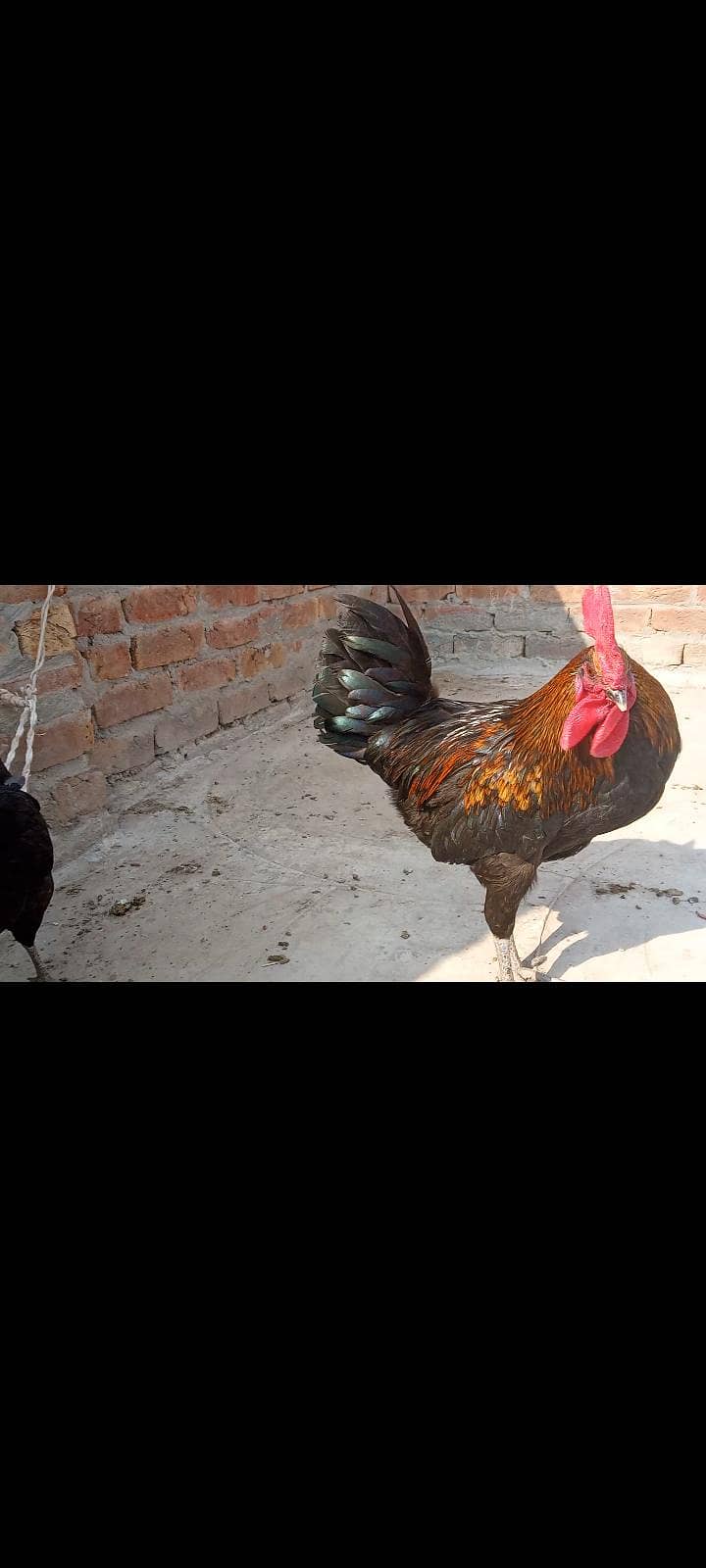 دیسی مرغی اور مرغا برائے فروخت 1