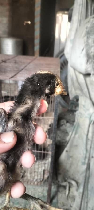 Thai chiks and vaitnam cross