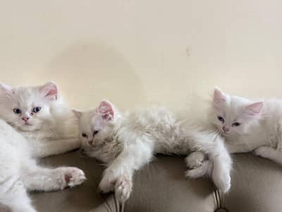 Cat Kittens with blue eyes