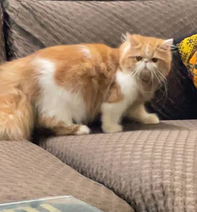 Piki For Meeting Only (st*d)