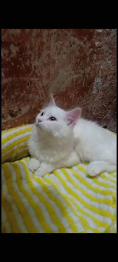 person kitten age 3 month 15 day