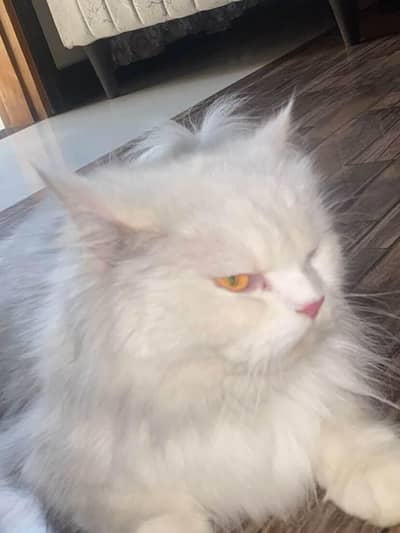 Persian Cat for Sale