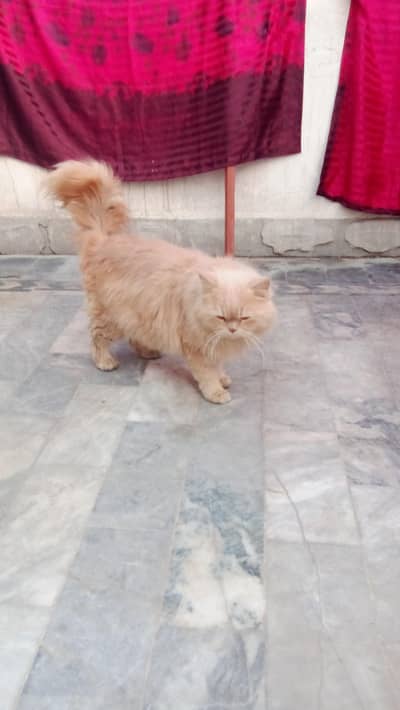 ya bohot sweet and beautiful cat ha picture ma tora clear nai