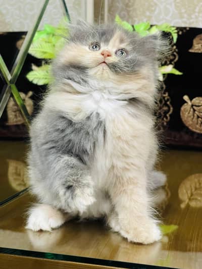 Lovely Kittens Looking for new Home With Different Prices