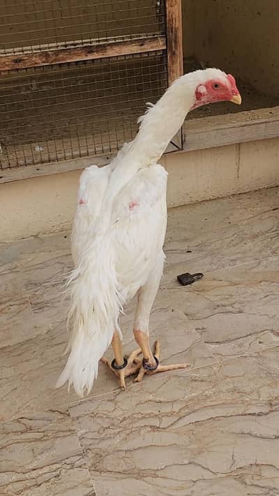 HIGH QUALITY SHAMO PATTA