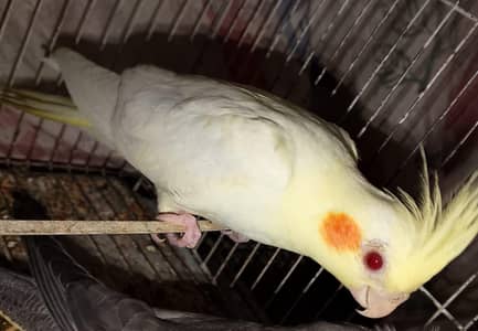 lutino red eye cocktail.