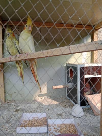 cocktail. budgie. love birds