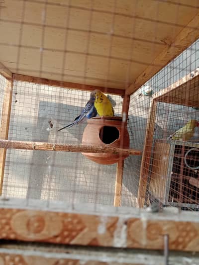 cocktail. budgie. love birds