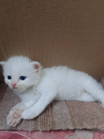 kitten for sale