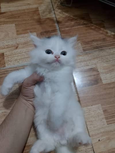 kitten for sale