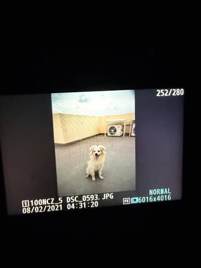 Imported puppy's from Italy negotiable champion bloodline