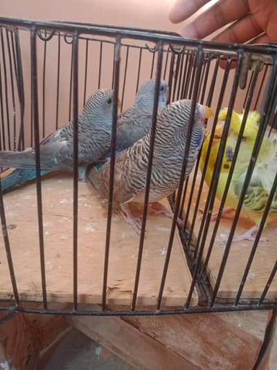 Blue blackwing 3 & hogoromo fellow male.