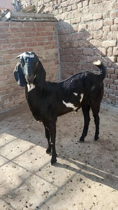 Bakra sale for Qurbani 2026