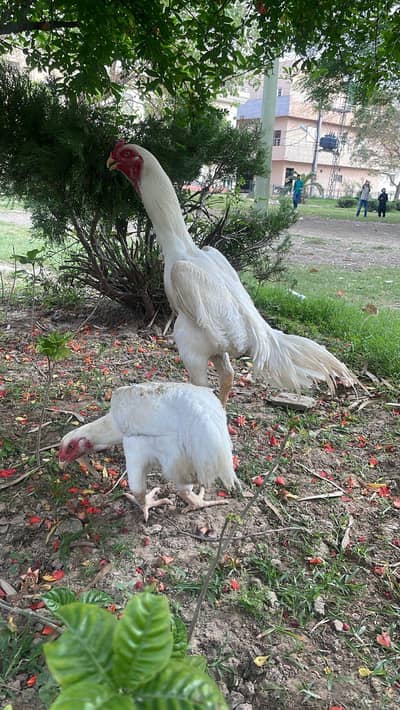 shamo murga for sale high