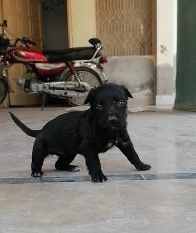 German shepherd male long cout puppy/0/3/0/7/6/7/1/7/5/0/7/