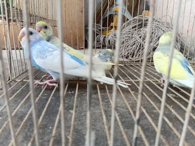normal, red eyes and backfirill budgies for sale