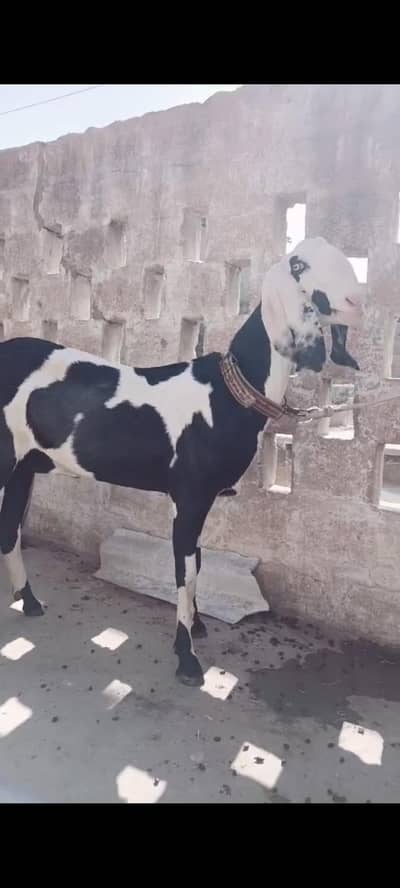 bakri vib print ghulabi face